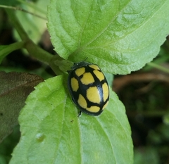 Epilachna mexicana
