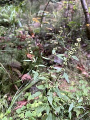 Rumex conglomeratus