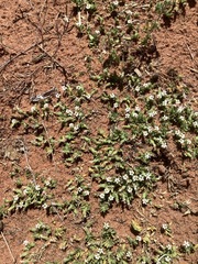 Lobelia darlingensis
