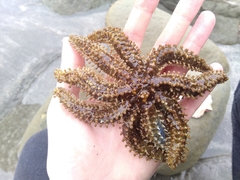 Coscinasterias muricata