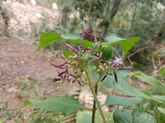 Tamaulipa azurea