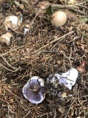 Cortinarius traganus