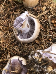 Cortinarius traganus