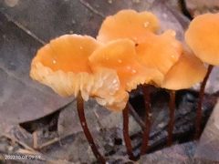Heimiomyces tenuipes