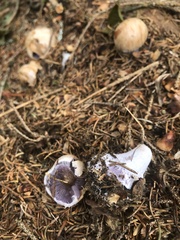 Cortinarius traganus