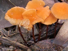 Heimiomyces tenuipes