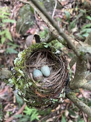 Eopsaltria australis