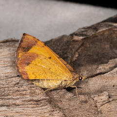 Chrysolarentia mecynata