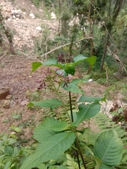 Tamaulipa azurea