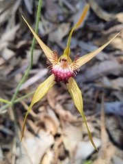 Caladenia pectinata
