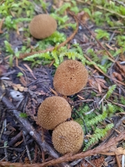 Lycoperdon nigrescens