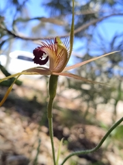 Caladenia pectinata