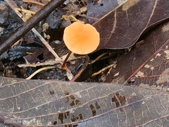 Heimiomyces tenuipes