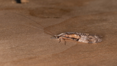 Triplectides similis