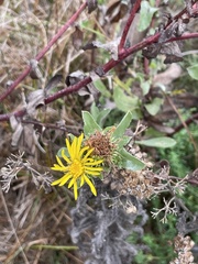 Grindelia stricta