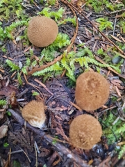 Lycoperdon nigrescens