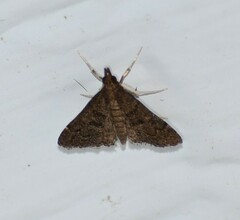 Steniodes declivalis