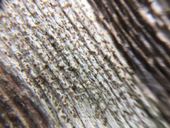 Xylographa trunciseda