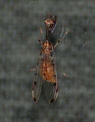 Dicromantispa interrupta