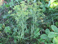 Bupleurum scorzonerifolium