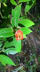 Palicourea tomentosa