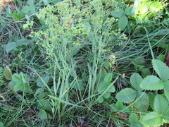 Bupleurum scorzonerifolium