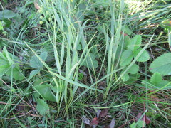 Bupleurum scorzonerifolium