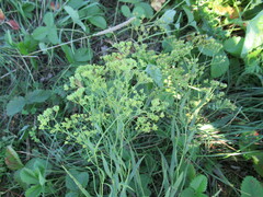 Bupleurum scorzonerifolium