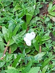 Leptosia nina