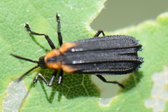 Xenochalepus maculicollis