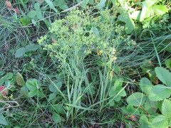 Bupleurum scorzonerifolium