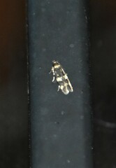 Oegoconia novimundi