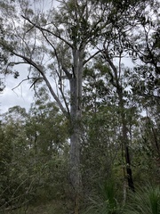 Eucalypteae