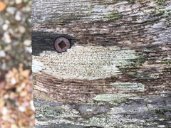 Xylographa trunciseda