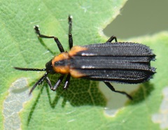 Xenochalepus maculicollis