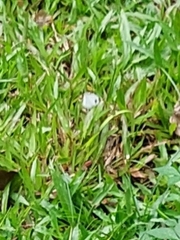 Leptosia nina
