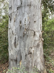 Eucalypteae