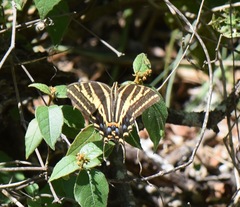 Papilio pilumnus