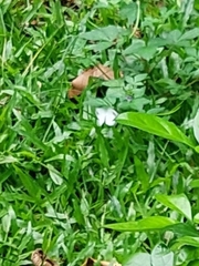 Leptosia nina