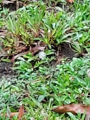 Leptosia nina