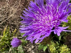 Stokesia