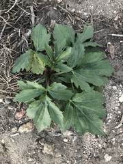 Rudbeckia laciniata