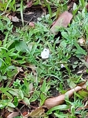 Leptosia nina
