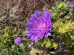 Stokesia