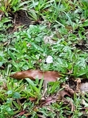 Leptosia nina