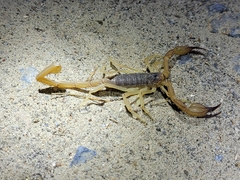 Smeringurus vachoni