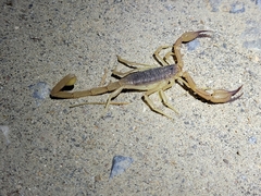 Smeringurus vachoni