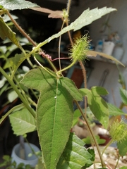 Passiflora ciliata