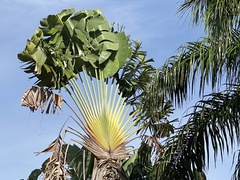 Ravenala madagascariensis