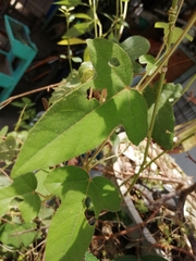 Passiflora ciliata